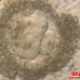 Microscopic image of the finished product. (Image: M. McLaughlin et al., 2018)